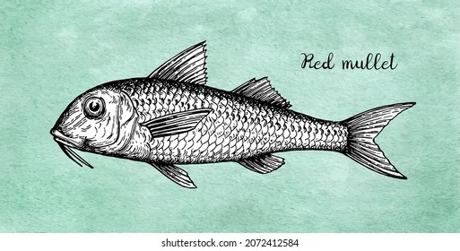 Ink sketch of red mullet fish. Old paper background. Hand drawn vector illustration. Retro style.