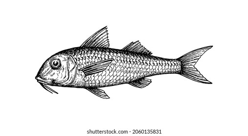 Ink sketch of red mullet. Hand drawn vector illustration of fish isolated on white background. Retro style.