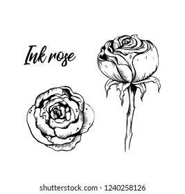 Ink sketch of rose isolated