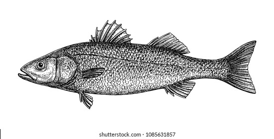 Ink sketch of sea bass. Hand drawn vector illustration of fish isolated on white background. Retro style.