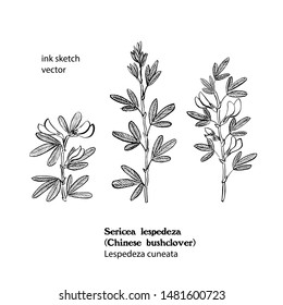 Ink sketch of Sericea lespedeza, Lespedeza cuneata. Black and white illustration.