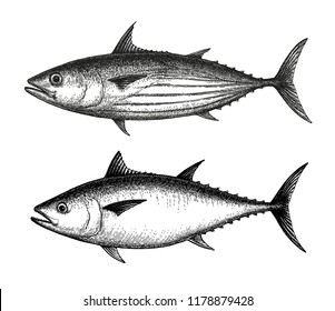 Ink sketch of Skipjack and Atlantic bluefin tuna. Hand drawn vector illustration of fish isolated on white background. Retro style.