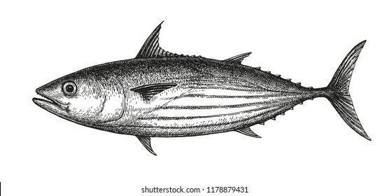 Tintenfisch-Skizze von Echter Bonito. Handgezeichnete Vektorgrafik von Fischen einzeln auf weißem Hintergrund. Retro-Stil.