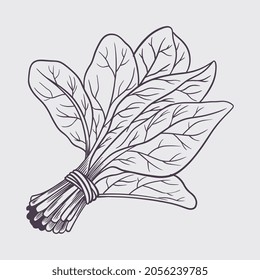 Ink sketch of spinach. Hand drawn sketch old vintage style. Vector black hand drawn vintage engraving illustration for poster, label, menu, web