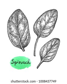 Ink sketch of spinach. Isolated on white background. Hand drawn vector illustration. Retro style.