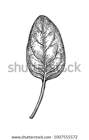 Ink sketch of spinach. Isolated on white background. Hand drawn vector illustration. Retro style. Stock photo © 