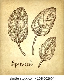 Ink sketch of spinach on old paper background. Hand drawn vector illustration. Retro style.