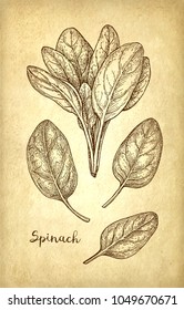 Ink sketch of spinach on old paper background. Hand drawn vector illustration. Retro style.