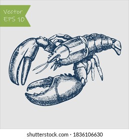 Ink Sketch Of Spiny Lobster. Hand Drawn Vector Illustration. Retro Style.