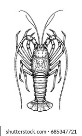 Ink sketch of spiny lobster. Isolated on white background. Hand drawn vector illustration. Retro style.