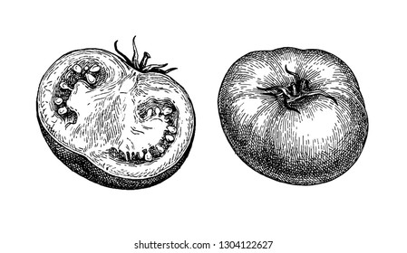 Ink sketch of tomatoes isolated on white background. Hand drawn vector illustration. Retro style.