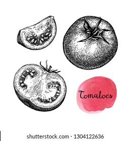 Ink sketch of tomatoes isolated on white background. Hand drawn vector illustration. Retro style.