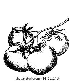 Ink sketch of  tomatoes isolated on white background. Hand drawn vector illustration. Retro style
