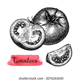 Ink sketch of tomatoes isolated on white background. Hand drawn vector illustration. Retro style.