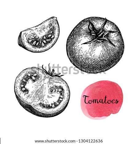 Ink sketch of tomatoes isolated on white background. Hand drawn vector illustration. Retro style.