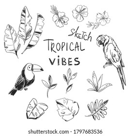 Ink sketch toucan bird and parrot with tropical leaves set isolated vector illustration 