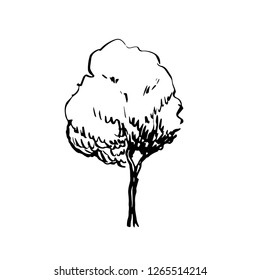 Ink sketch of tree