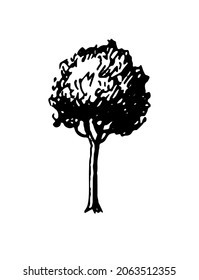 Ink sketch of tree. Hand drawn vector illustration isolated on white background. Retro style.