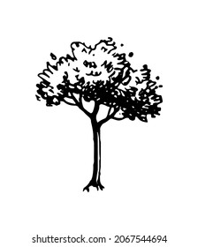 Ink sketch of tree. Hand drawn vector illustration isolated on white background. Retro style.
