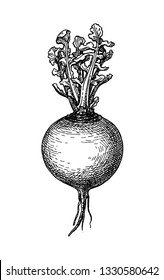 Ink sketch of turnip isolated on white background. Hand drawn vector illustration. Retro style. 