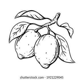 Ink sketch of twig with two lemons, leaves. Black linear clipart of citrus fruit. Botanic print, poster, element for farm product packaging. Graphic isolated vector illustration, white background