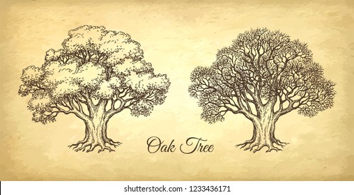 Ink Sketch Of Two Oaks. Winter And Summer Tree. Hand Drawn Vector Illustration On Old Paper Background. Retro Style.