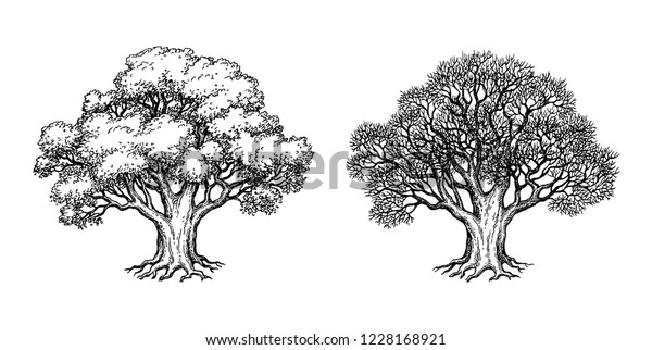 50,224 Spreading Trees Images, Stock Photos & Vectors | Shutterstock