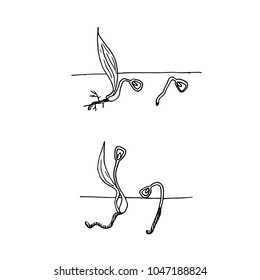 Ink sketch of underground and ground germination of lilies seed stock vector illustration for design, for print, for web
