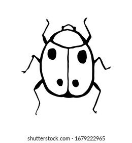 ink sketch vector beetle, hand drawing silhouette