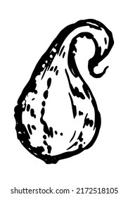 Esbozo de tinta de calabaza de médula vegetal. Ilustración vectorial dibujada a mano de la cosecha de la temporada de otoño. Clipart de contorno retro aislado en blanco.