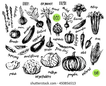 Ink sketch of vegetables with hand lettering names. Organic farm product design. Artichoke, asparagus, potato, tomato, pepper, cucumber, corn, onion, chili.