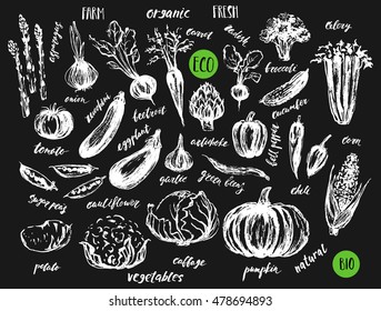 Dessin d'encre de légumes avec des lettres manuscrites. Conception de produits agricoles biologiques. Artichoke, asperges, pomme de terre, tomate, poivre, concombre, maïs, oignon, piment.