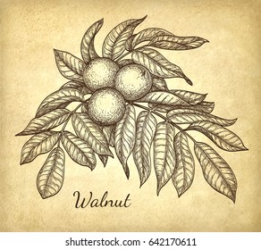 Ink sketch of walnut branch. Hand drawn vector illustration on old paper background. Retro style.
