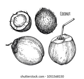 Ink sketch of young green coconuts. Isolated on white background. Hand drawn vector illustration. Retro style.