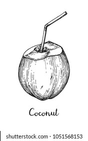 Ink sketch of young green coconuts. Isolated on white background. Hand drawn vector illustration. Retro style.