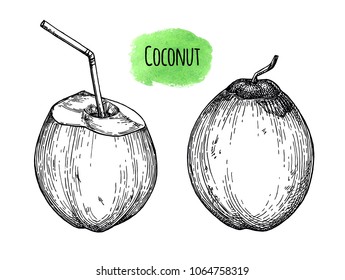 Ink sketch of young green coconuts. Isolated on white background. Hand drawn vector illustration. Retro style.