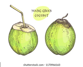 Ink sketch of young green coconuts. Isolated on white background. Hand drawn vector illustration. Retro style.