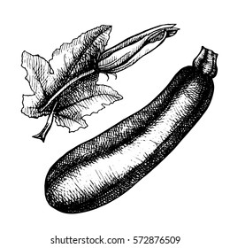 Ink Sketch of Zucchini vegetable with flower. Hand drawn isolated green squash plant.