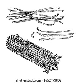 Ink sketched Vanilla pods, sticks. Hand drawing sketch isolated on white background. Kitchen herbs and spices.