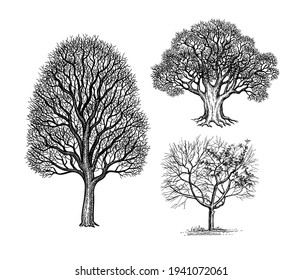 Ink sketches of winter trees without leaves. Oak, maple and cherry. Hand drawn vector illustration isolated on white background. Retro style.