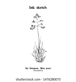 Ink sketchy illustration of Bluegrass, Ky bluegrass, Poa pratensis. Black and white drawing.