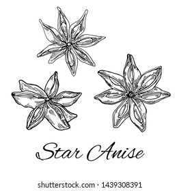 Ink Star Anise hand drawn set. Retro botanical line art. Medical herb and spice. Vintage raw Badyan with flowers and seeds. Herbal vector illustration isolated on white background