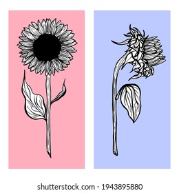 Ink sunflowers on colorful background for greeting card, line art. Hand-drawn decorative blooming sunflower elements in vector