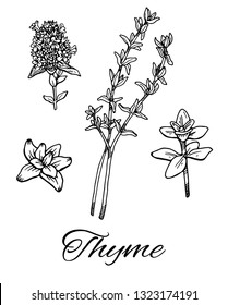 Ink Thyme hand drawn set. Branch with leaves, leaf and flower  Retro botanical line art. Medical herb and spice. Vintage  raw Thymus. Herbal vector illustration isolated on white background
