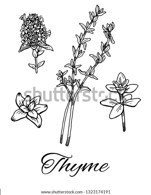 Ink Thyme Hand Drawn Set Branch Stock Vector (Royalty Free) 1323174191