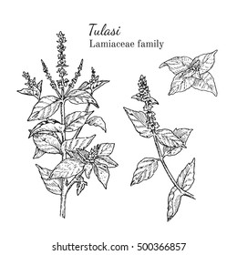 tulsi leaves images stock photos vectors shutterstock https www shutterstock com image vector ink tulasi herbal illustration hand drawn 500366857