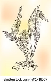Ink turmeric herbal illustration. Hand drawn botanical sketch style.