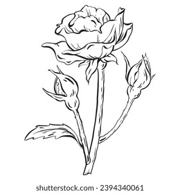 Ink vector: Delve into the grace of a tall, voluminous rose adorned with delicate buds on a long stem, complemented by leaves. This gentle rose is perfect for tattoos, invitations, and cards