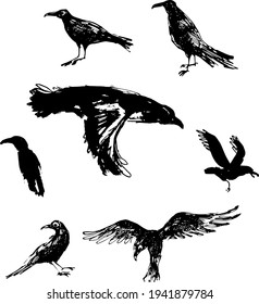 ink vector drawing of black ravens isolated 
