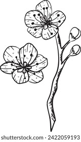 ink vector isolated outline sakura flower. Beautiful spring bloosom